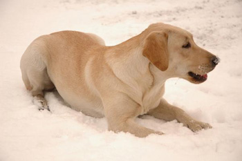 拉布拉多寻回犬